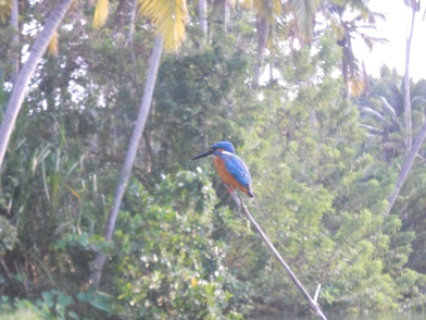 Le Kingfisher, oiseau emblématique d'ici Kerala, © ChPL / dec 2013