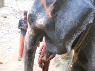 promenade en éléphant - Kerala, © ChPL / dec 2013